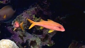 Желтоперая барабуля