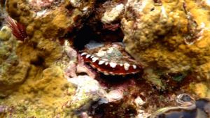 Черногубая жемчужная устрица