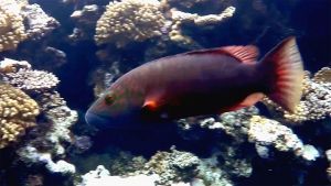 Щечный губан