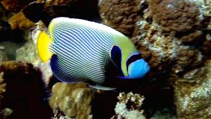 Императорский ангел, Помакант императорский