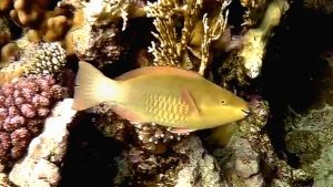 Шестиполосый попугай самка