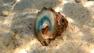 Зубчатый тектус