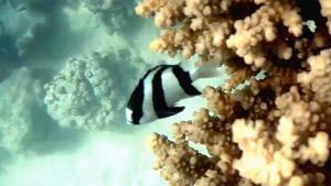 Зебровидный дасцилл