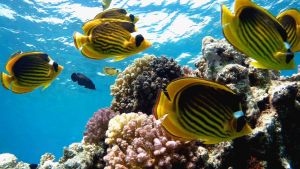 Диагональная рыба-бабочка стая