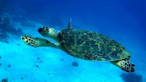 Черепаха Бисса ест коралл Саркофитон