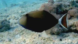 Белохвостый спинорог