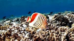 Красноспинная рыба-бабочка