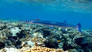 Красноморский тилозур на месте очистки