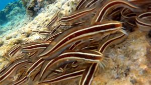 Сом угрехвостый, Полосатый угрехвост стая