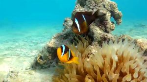 Двухполосый амфиприон самец и самка