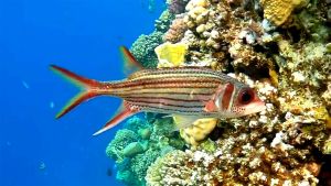 Пятнистый пламенщик, Рыба-белка Саммара