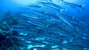 Шевронная барракуда стая