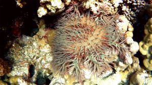 Морская звезда Терновый венец