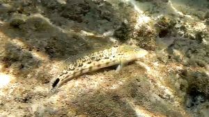 Крапчатый окунь