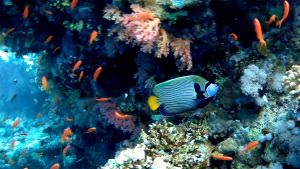 Сказочный псевдантиас и Императорская рыба-ангел