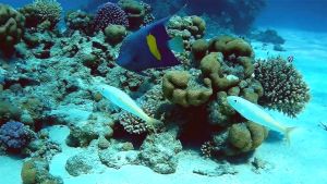 Желтополосый помакант и Желтополосая барабуля