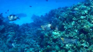 Короткорылый пентапод стая