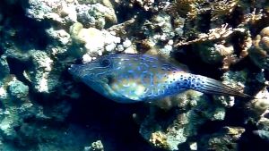 Расписной алутер, Расписной единорог