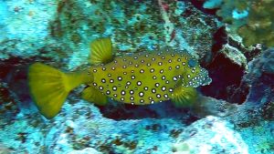 Желтый кузовк, Кузовок-кубик