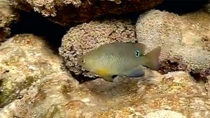 Однопятнистая хризиптера