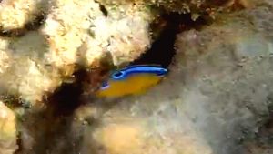 Однопятнистая хризиптера мододь