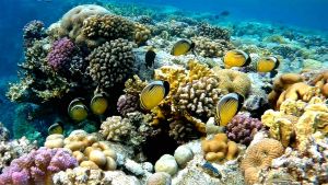 Чернохвостая рыба-бабочка стая