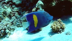 Желтополосый помакант, Ангел желтополосый