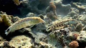 Крапчатый окунь самец и самка