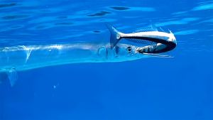 Красноморский тилозур каннибал