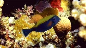 Аравийский кузовок