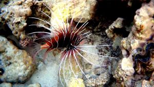 Лучистая крылатка, Радиальная крылатка