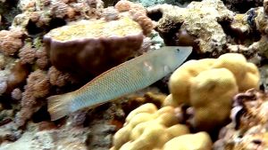 Сигарный губан, Губан длинный