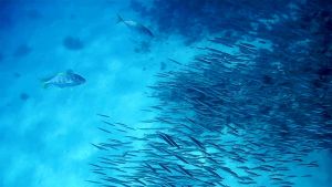 Оранжевопятнистые каваллы и Желтохвостые барракуды