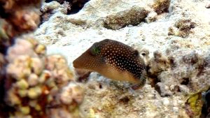 Жемчужный иглобрюх, Иглобрюх острорылый индийский