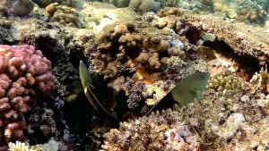 Корис клоун самец и самка