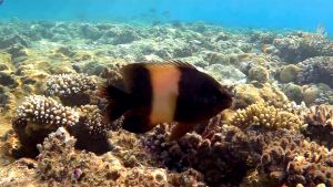 Стегастес черный, Рыба-фермер