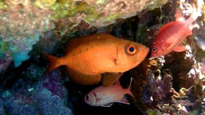 Бычеглаз хамрур