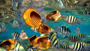 Рыбы Красного моря едят Пиросому