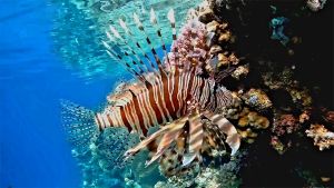 Индийская крылатка, Обыкновенная крылатка