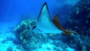 Пятнистый скат-орляк, Обыкновенный пятнистый орляк