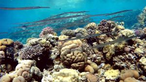 Голубопятнистая Рыба-флейта стая