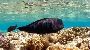 Корис клоун, Горбатый губан