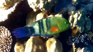 Перистохвостый хейлин, Губан метлохвостый самка