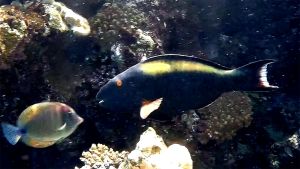 Двухцветная рыба-попугай самка