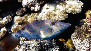 Расписной алутер, Расписной единорог