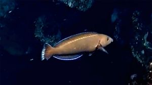 Кольчатый губан самка