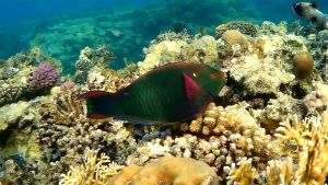 Темный попугай, Темный скар самец