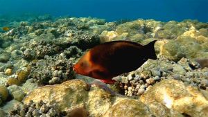 Темный попугай, Темный скар самка