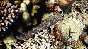 Морской огурец Граеффa