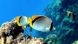 Линейная рыба-бабочка, Бабочка молочная